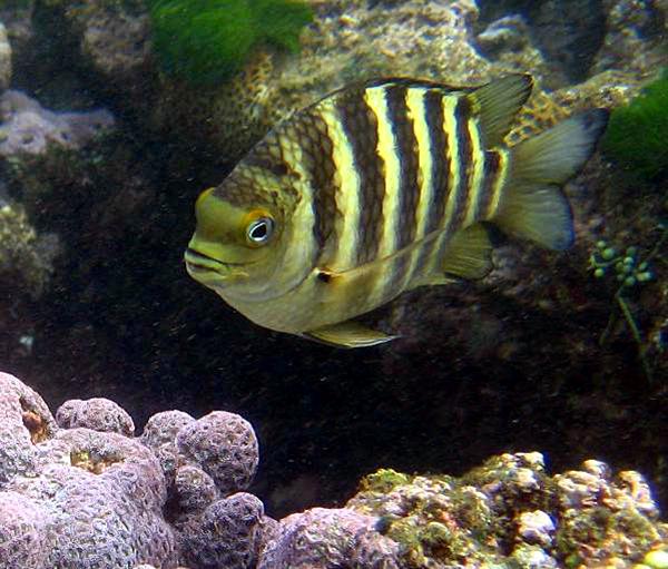 Saipan Fish Picture of a Fish and Coral