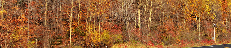 DSC_9466 Banner
