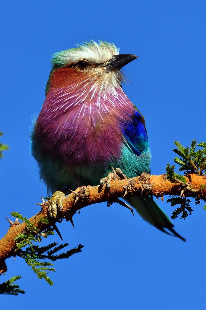 Lilac-breasted Roller (Coracia caudata) (National bird of Kenya) 