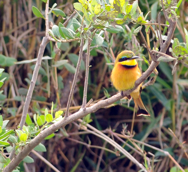 Little Bee-Eater (Merops pusillus)