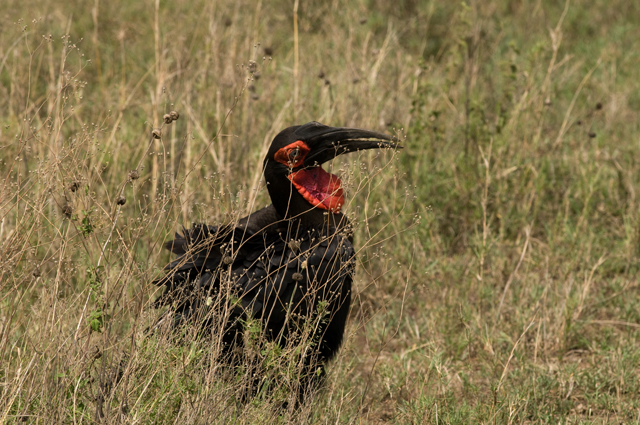 Ground Hornbill (Bucorvus leadbeateri)
