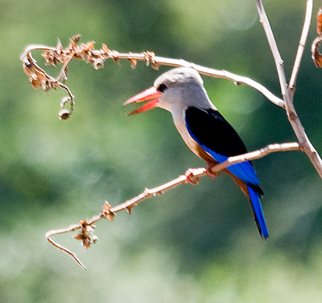 Grey-headed Kingfisher (Halcyon leucocephala) 