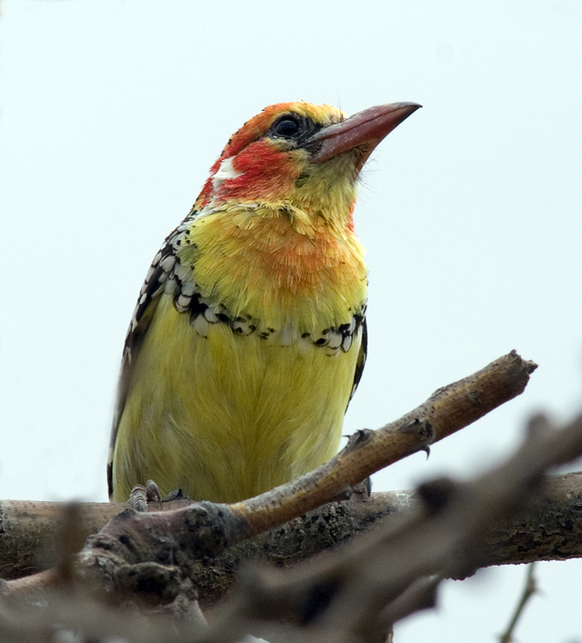 Red and Yellow Barbet (Trachyphonus erythrocephalus) 