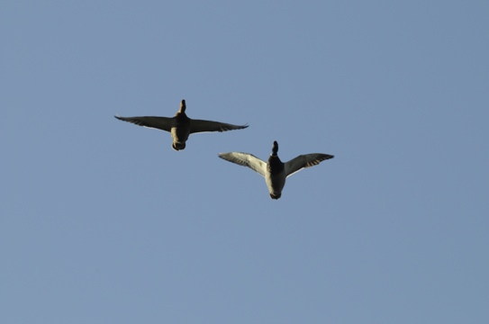 20111218-175614.jpg