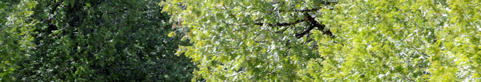 _RON8896-Banner