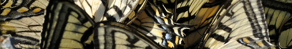 _RON1538-Banner