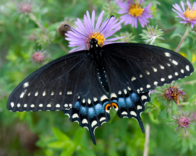 EMG8249-Black-Swallowtail-.jpg